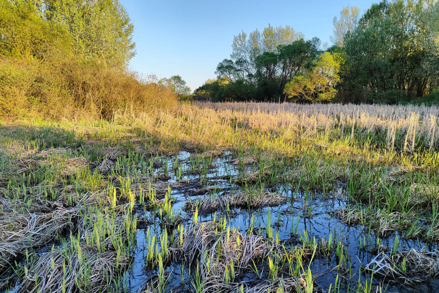 Ártéri tenyészőhely Tisza-tó 2024
