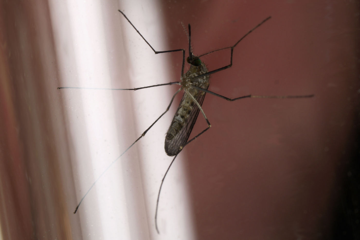 Culex pipiens nőstény üveglapon
