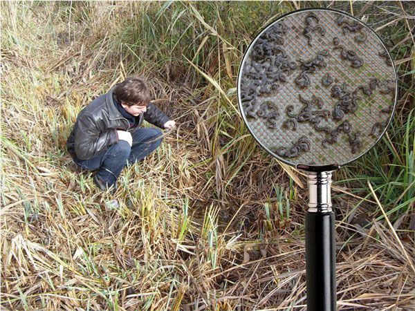 A lárvavizsgálatokhoz 15 cm átmérőjű vízi hálót használunk. A hálót a tenyészőhelyeken kis mélységben végighúzzuk a víz alatt, majd a belekerült lárvákkal együtt kiemeljük és gyűjtőedénybe öblítjük. A gyűjtött lárvákat laboratóriumban meghatározzuk. A határozás eredménye alapján megállapítjuk a lárvasűrűségét és annak humán szempontú jelentőségét.