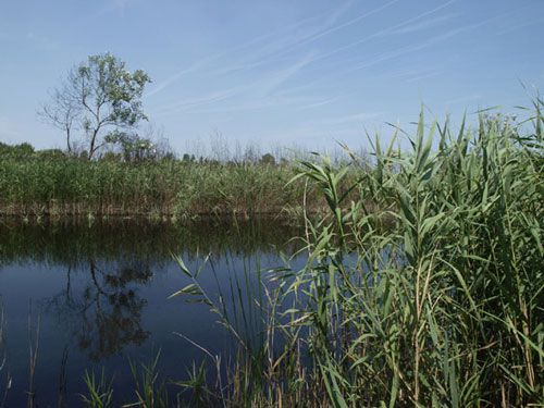 Nyílt, állandó vizek