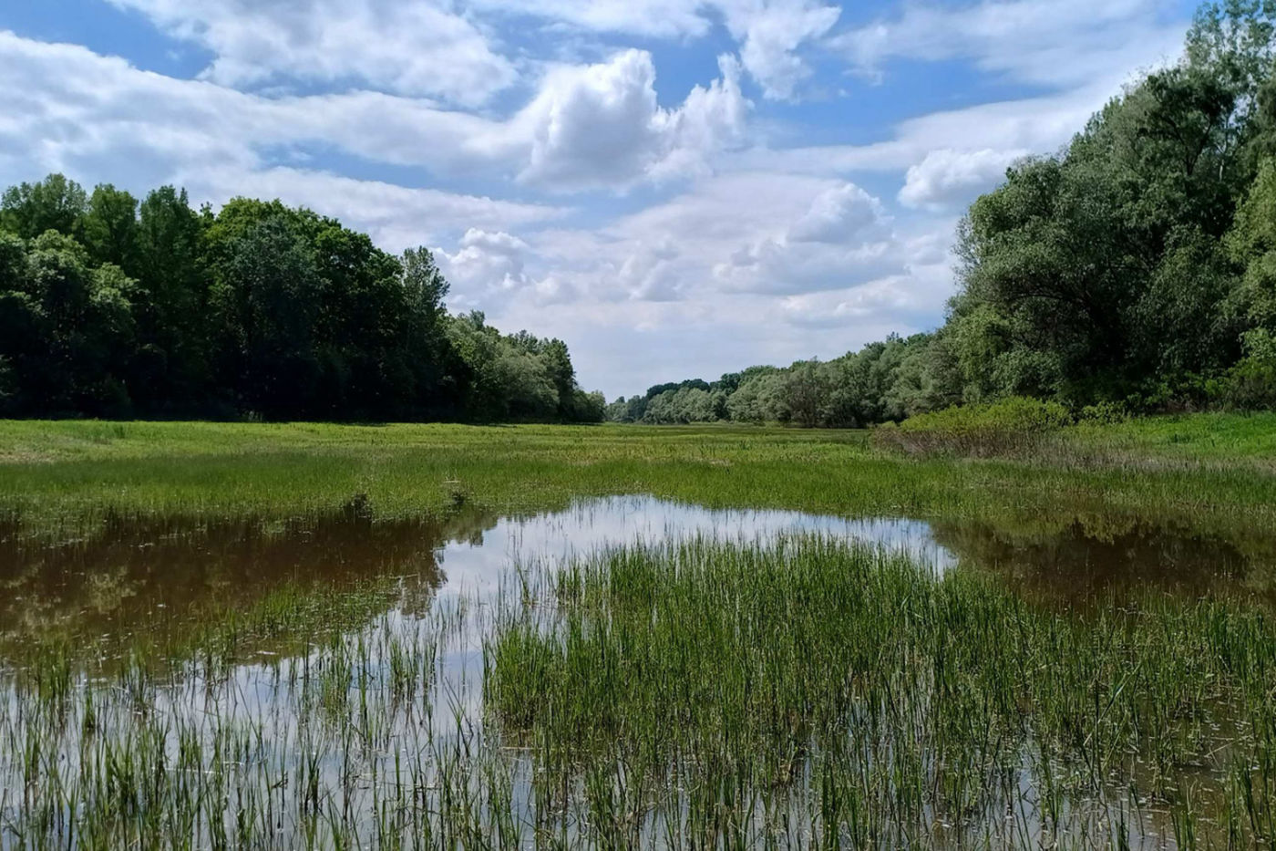 Ártéri tenyészőhely Tisza-tó 2024
