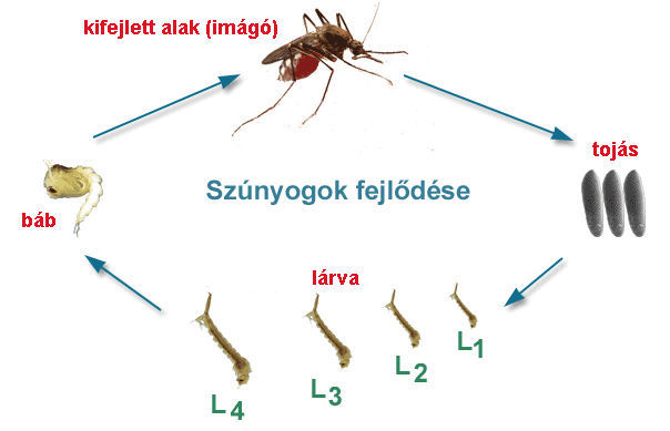 Csütörtökön kezdődik a központi szúnyoggyérítés