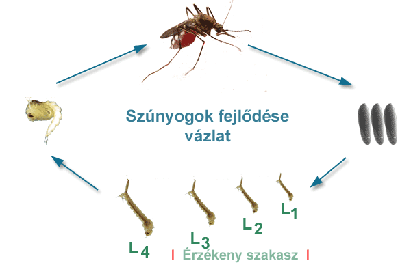 Tényszerűen a szúnyogok betegséghordozó szerepéről